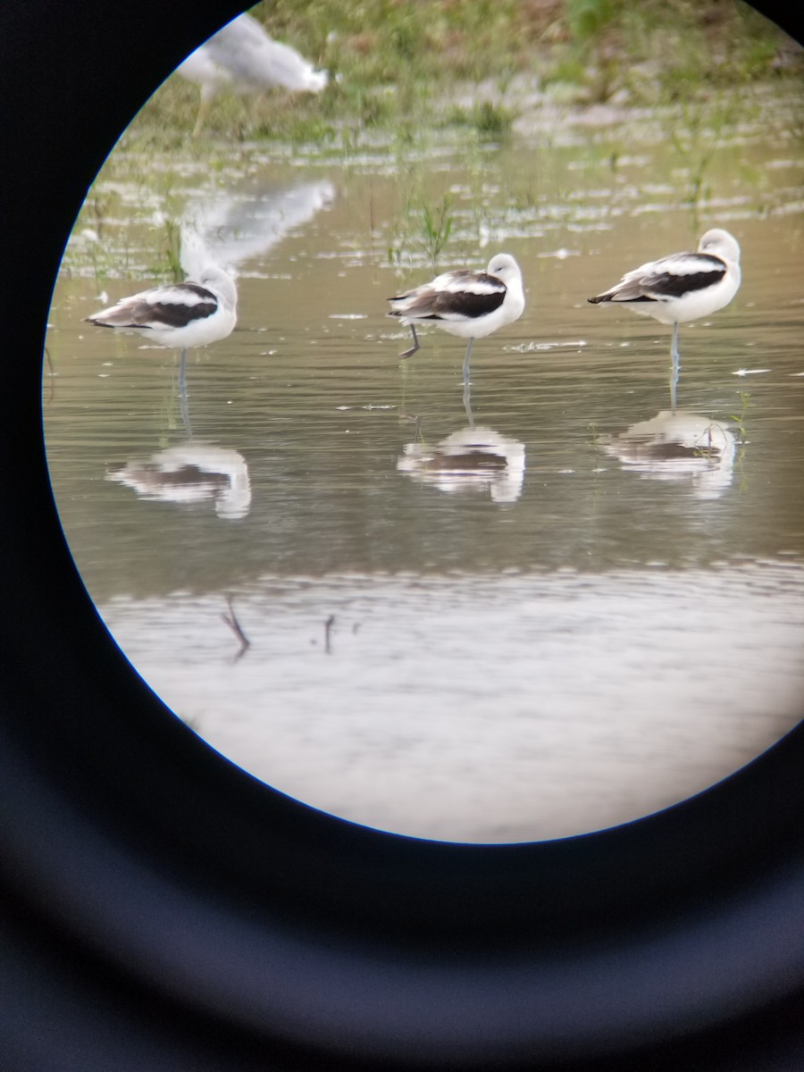 Avocette d'Amérique - ML177274911