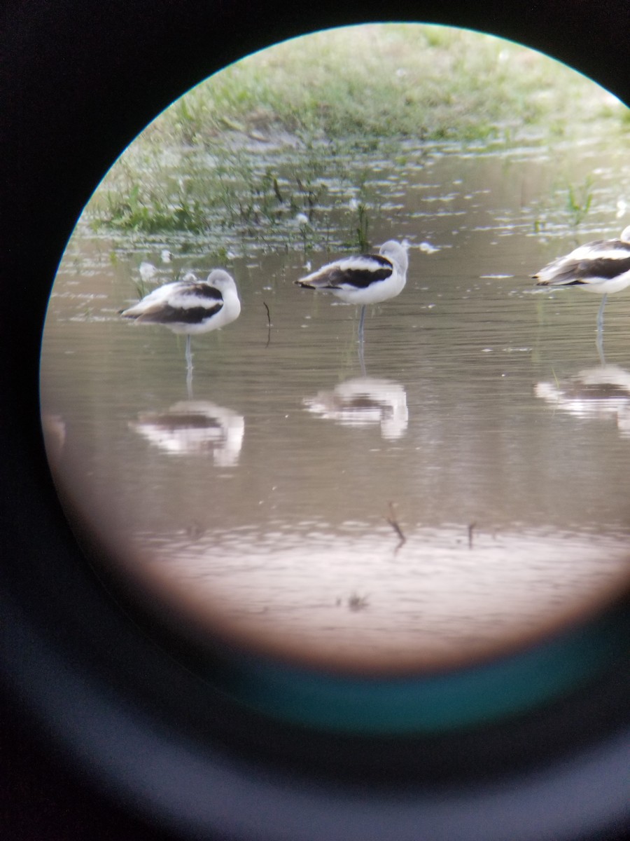 Avocette d'Amérique - ML177274971