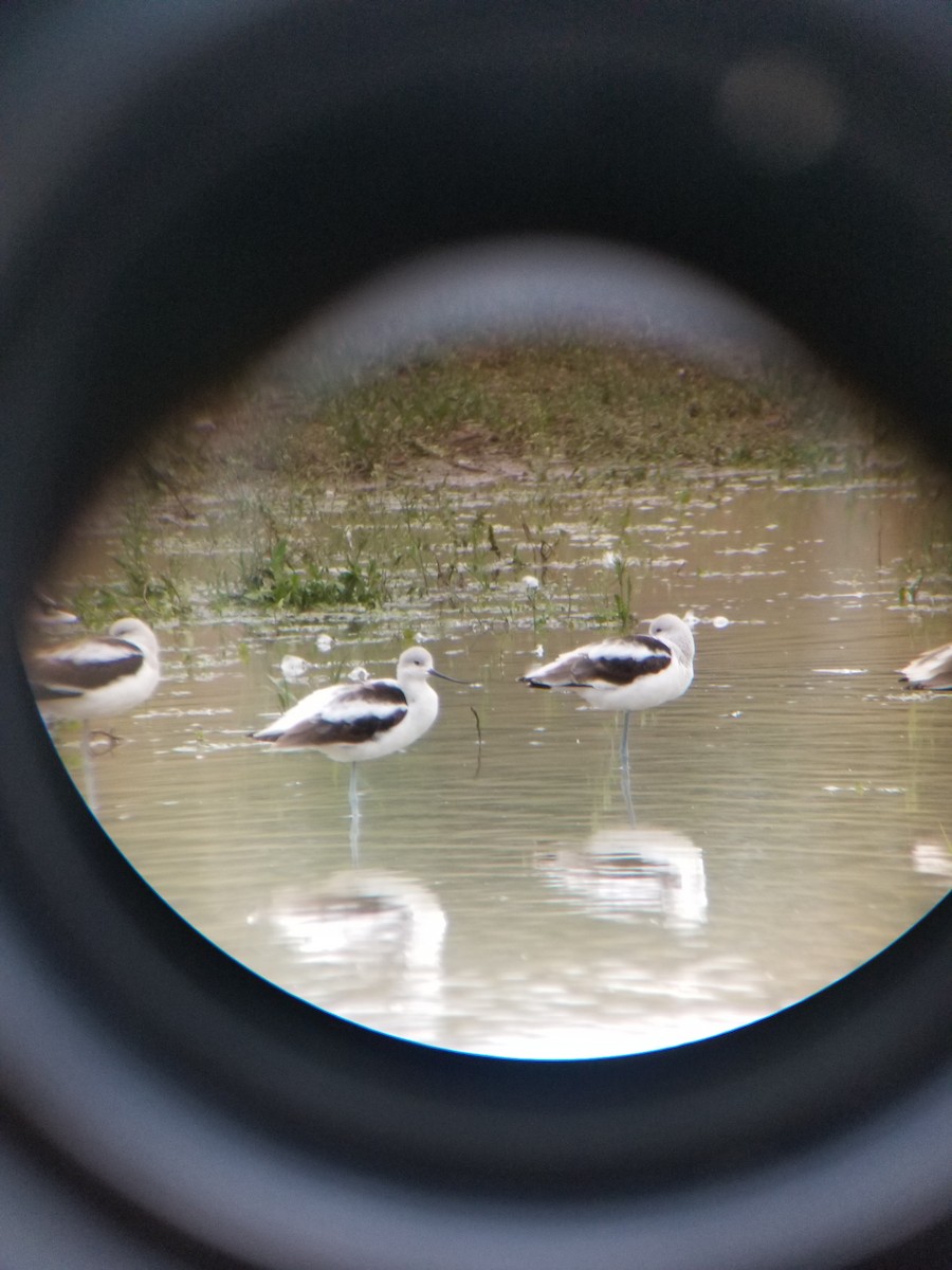 Avocette d'Amérique - ML177274981