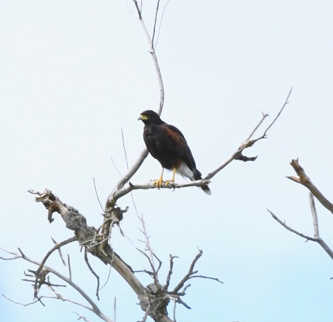 Harris's Hawk - ML177276171