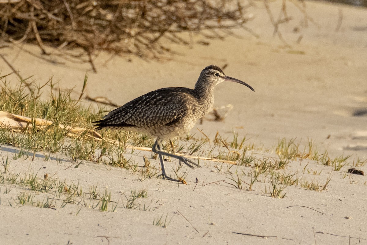 Regenbrachvogel - ML177276391