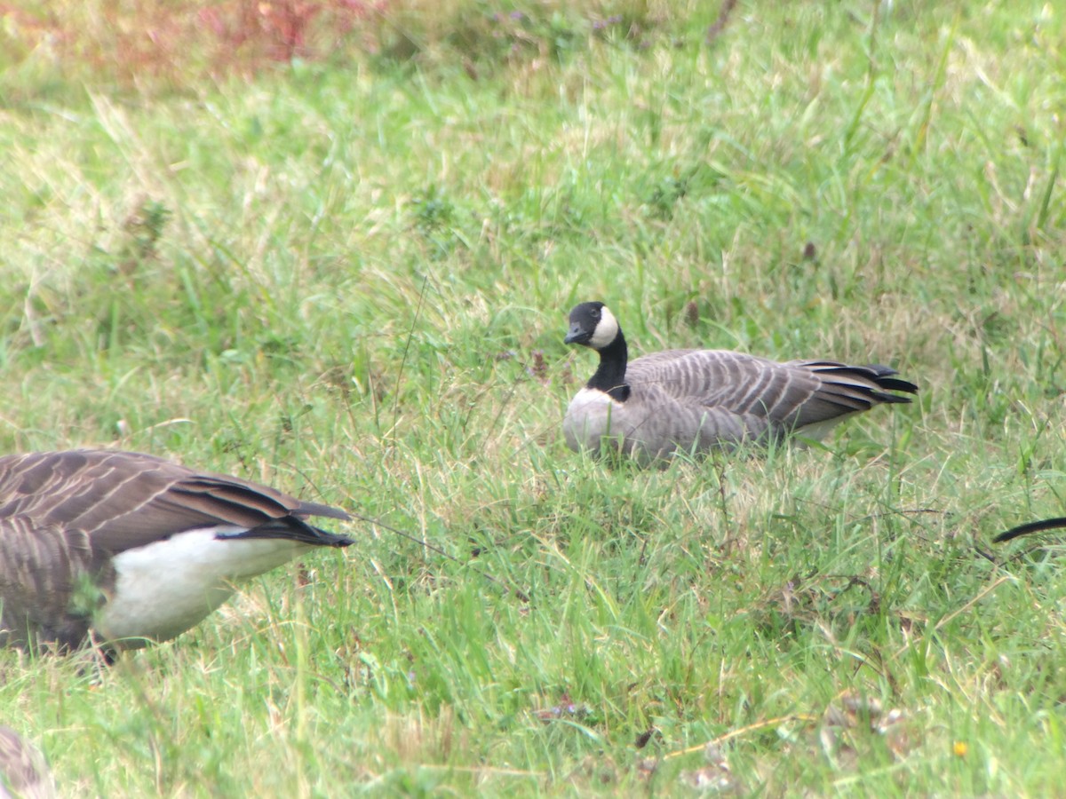 Cackling Goose (Richardson's) - ML177276851