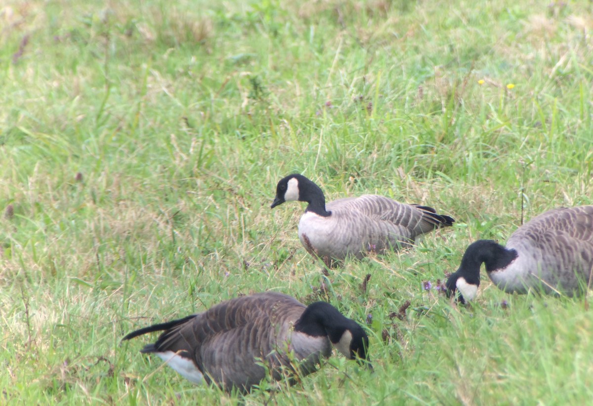 Cackling Goose (Richardson's) - ML177276921