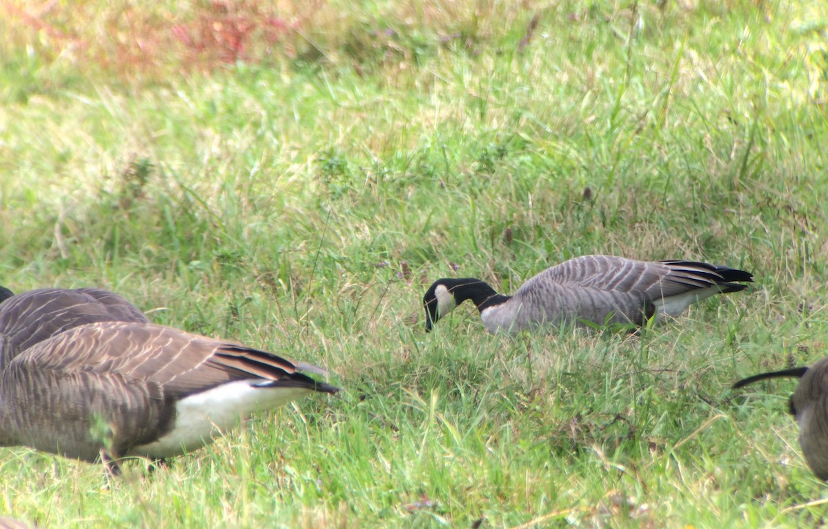 Cackling Goose (Richardson's) - ML177276931