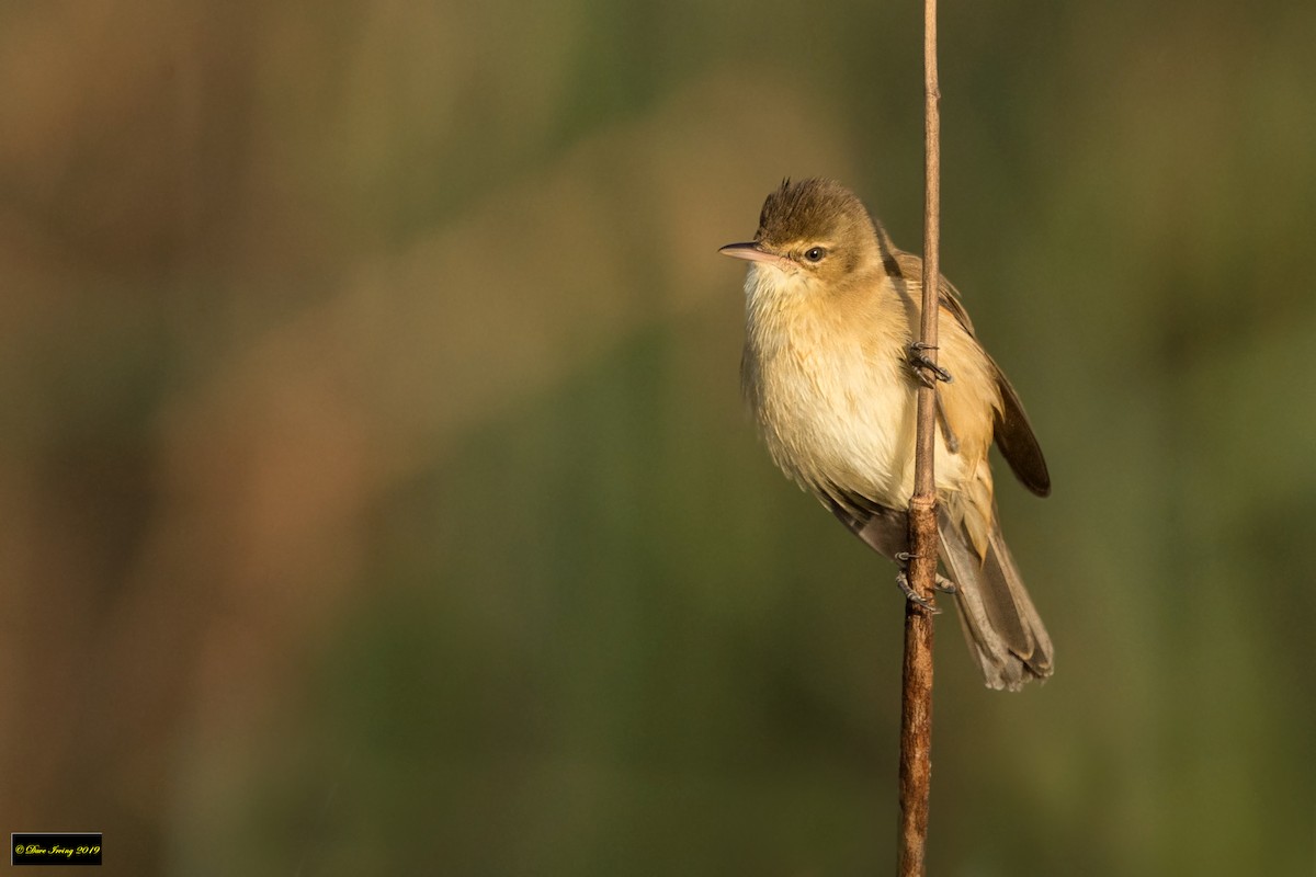 Australian Reed Warbler - ML177277861