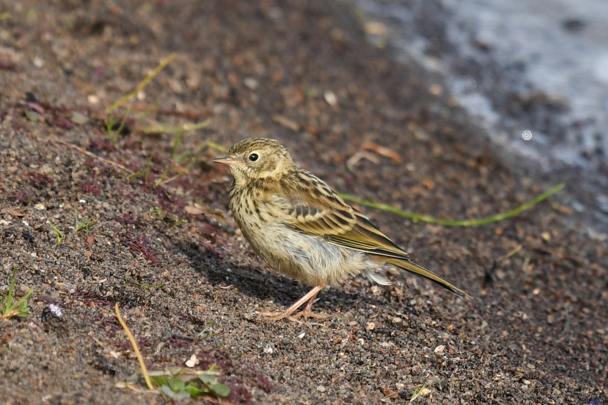 Meadow Pipit - ML177279071