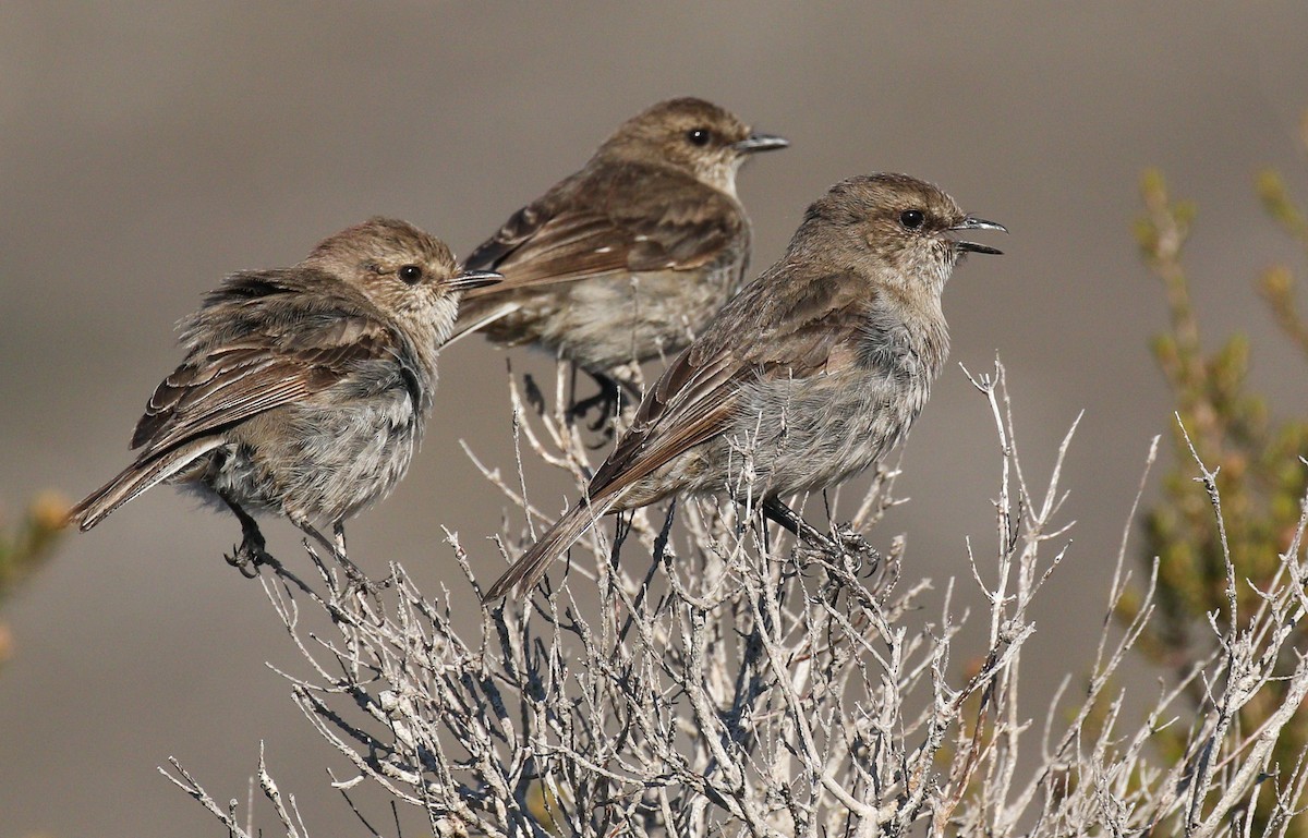 Dusky Robin - ML177279481