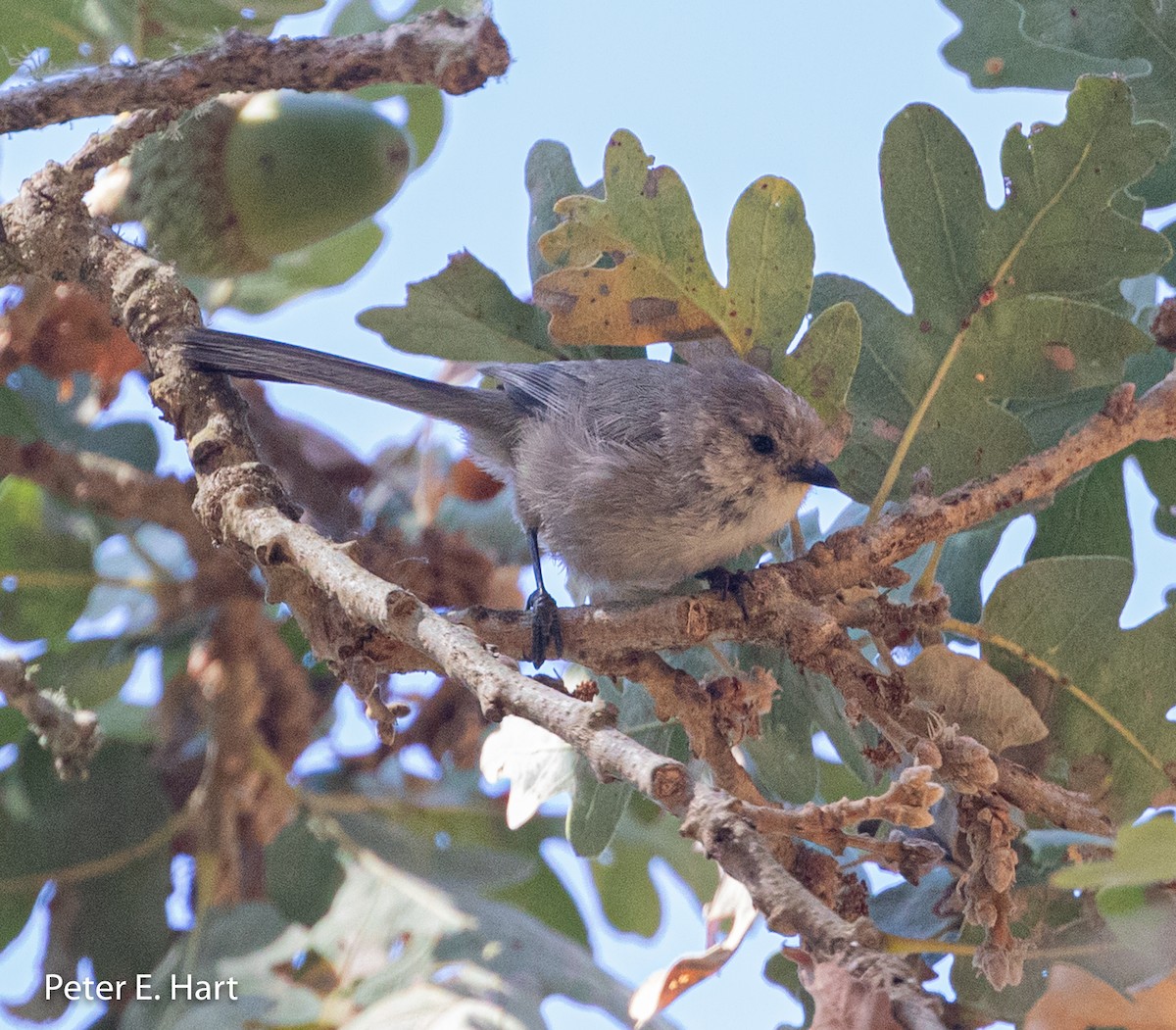 Bushtit - Peter Hart