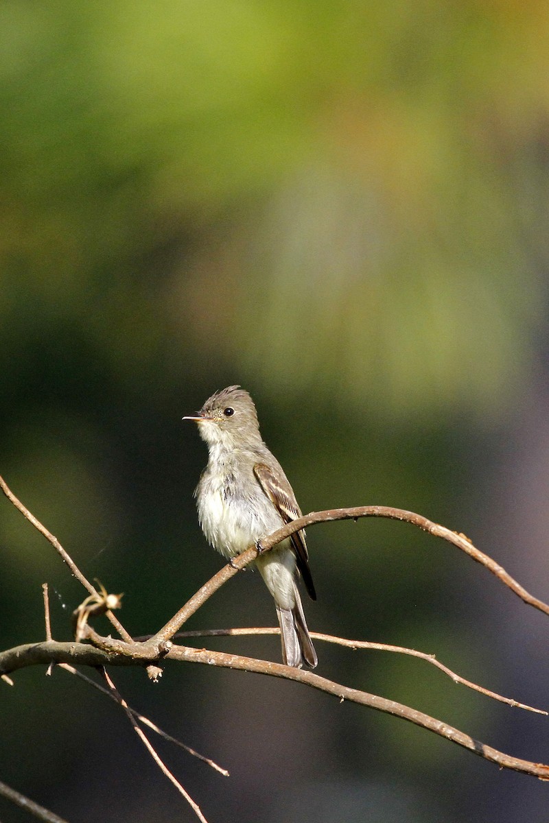 Eastern Wood-Pewee - ML177282721