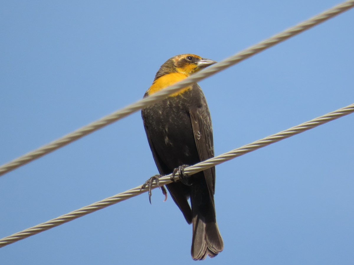 Yellow-headed Blackbird - ML177284351