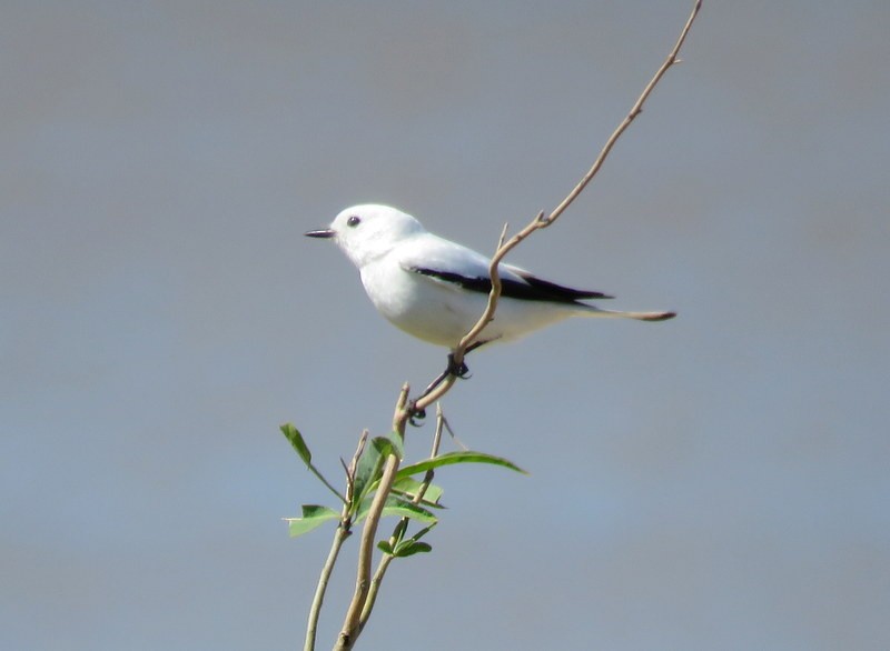 White Monjita - ML177285071