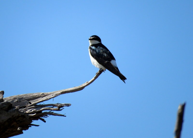 White-rumped Swallow - Juan Muñoz de Toro