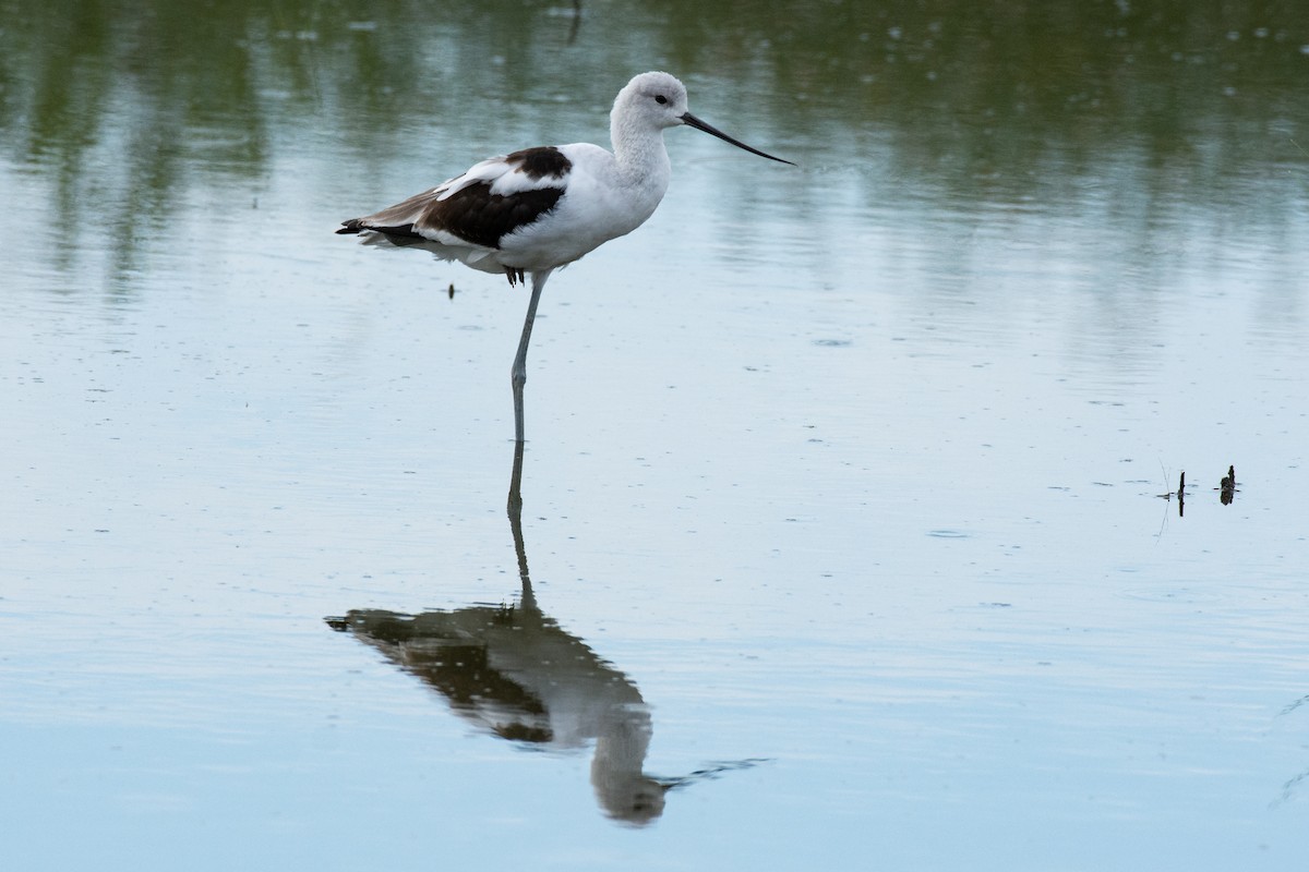 American Avocet - Michael Pelc