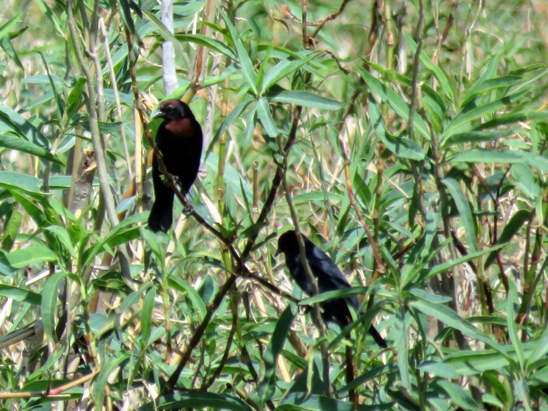 Chestnut-capped Blackbird - ML177285691