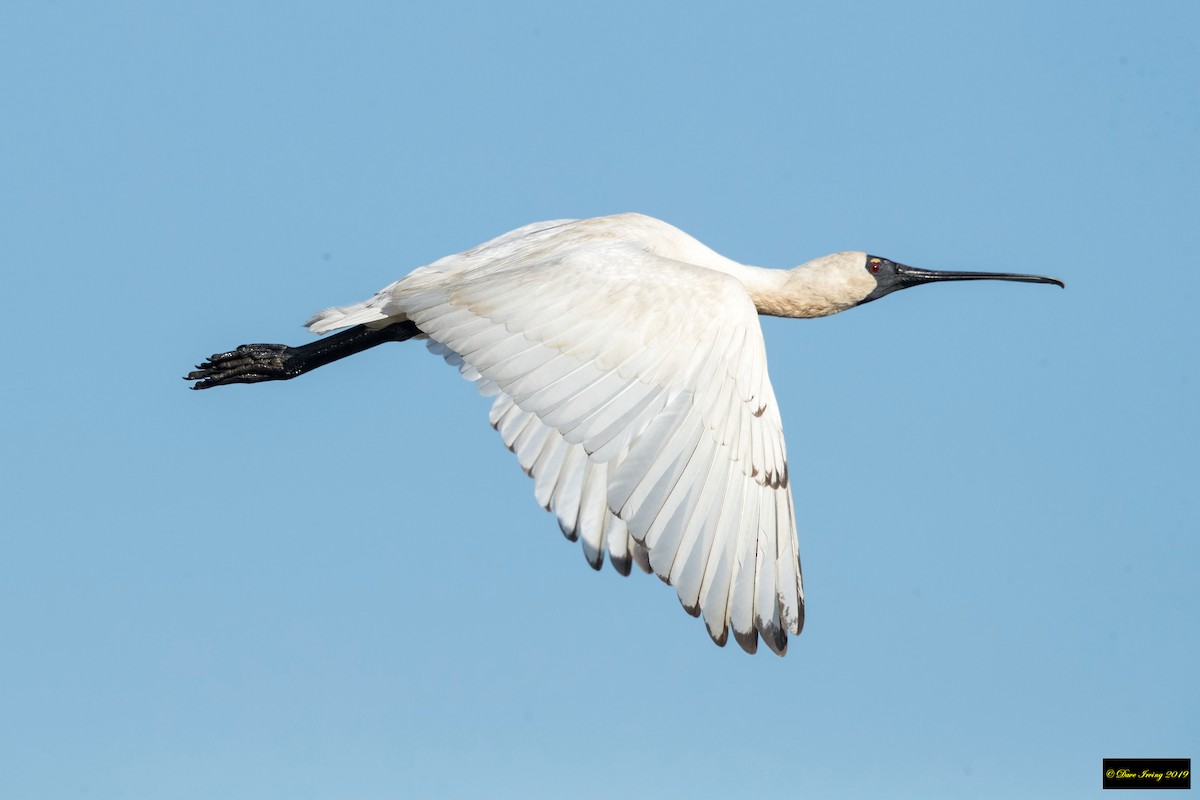 Royal Spoonbill - ML177286161