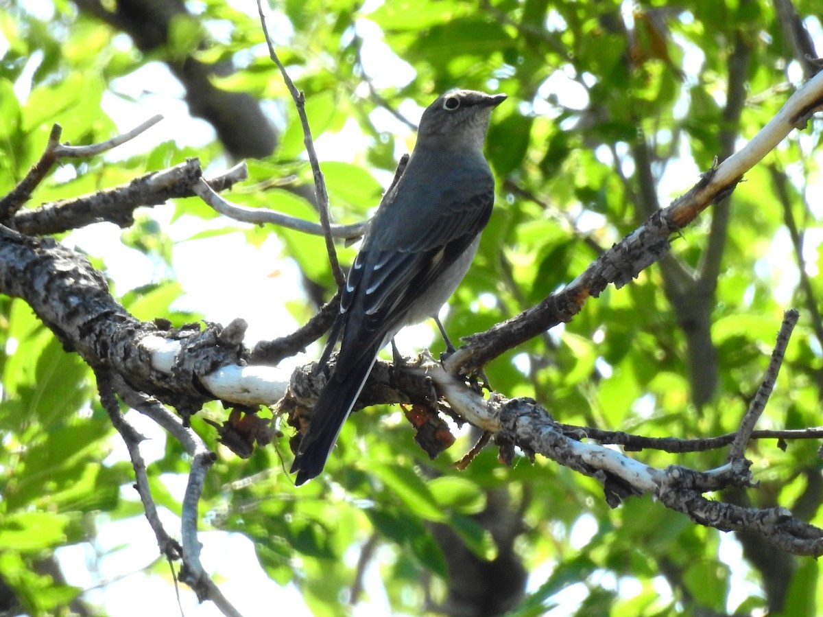 Townsend's Solitaire - Fawn Simonds