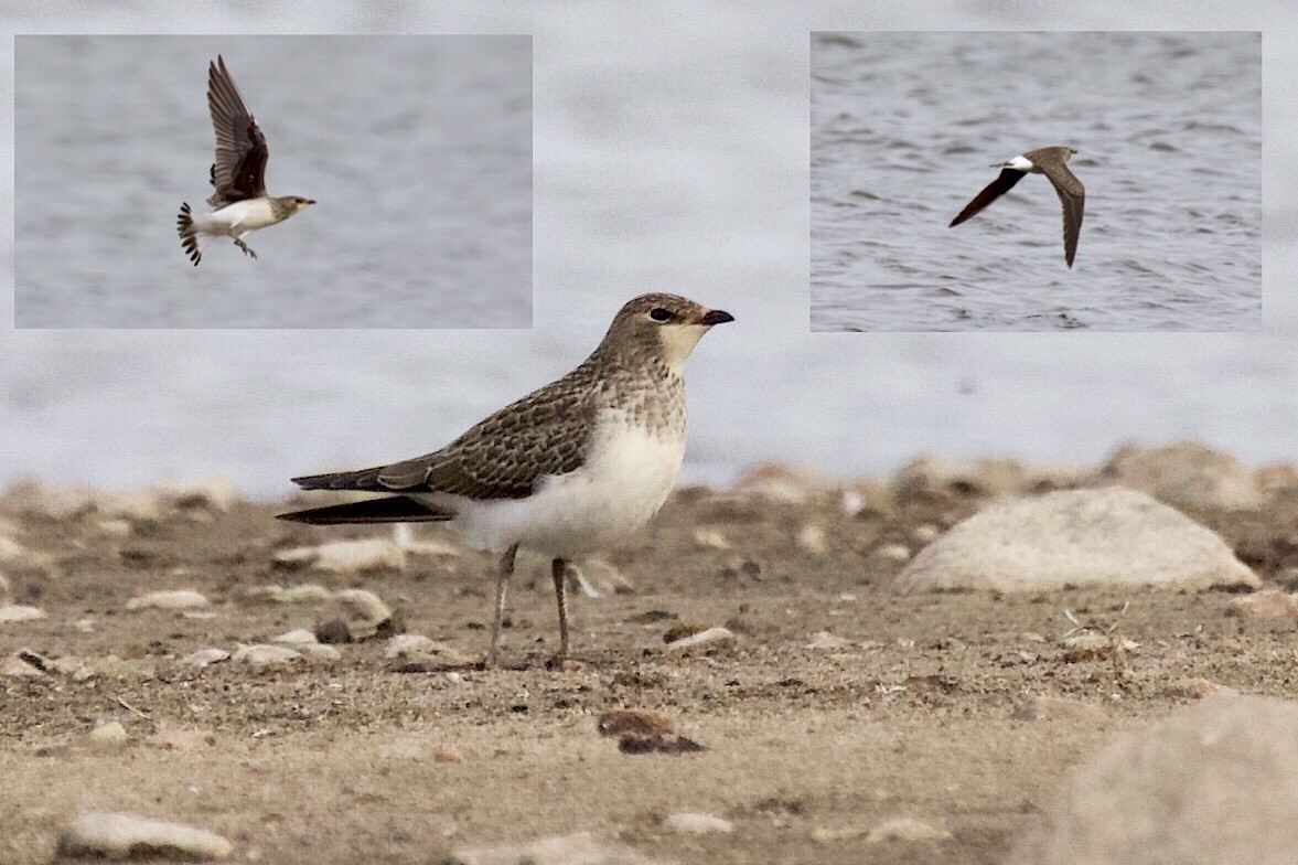 Black-winged Pratincole - ML177287341