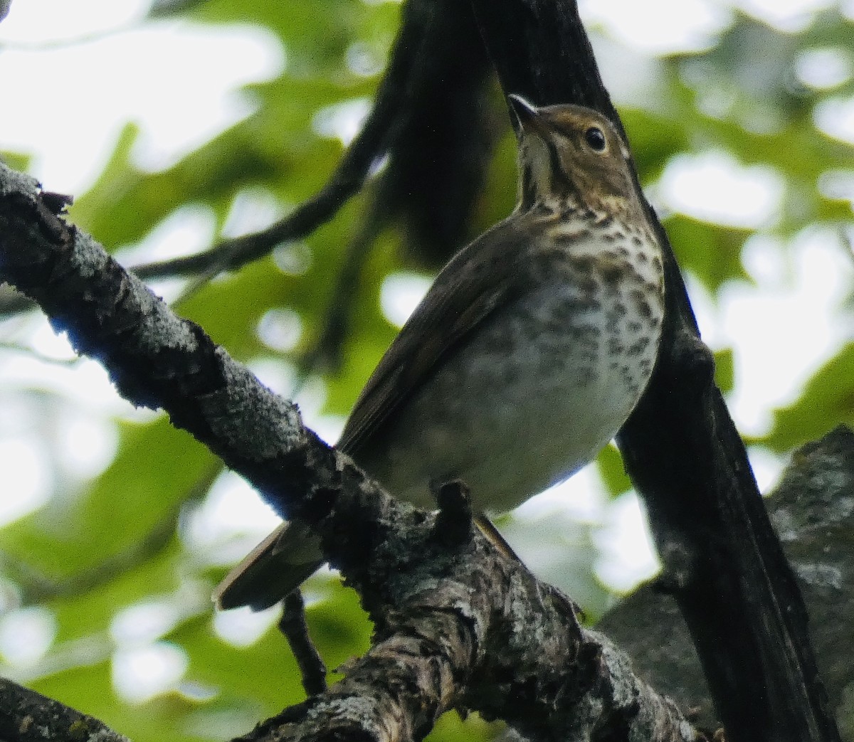 Swainson's Thrush - Anna Testone