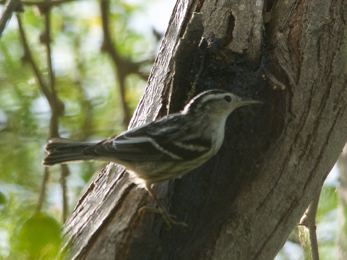 Black-and-white Warbler - Glenda Tromp