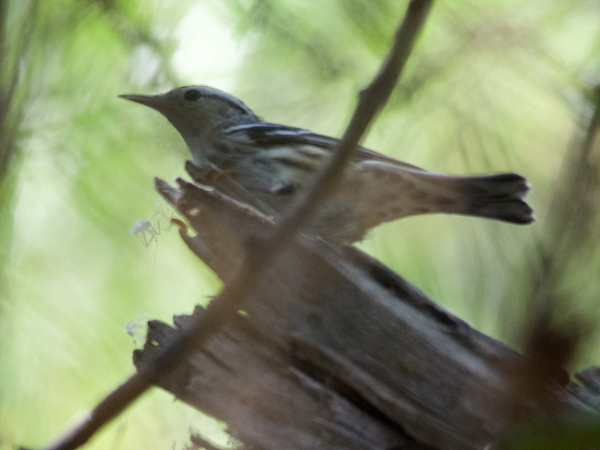 Black-and-white Warbler - ML177288161