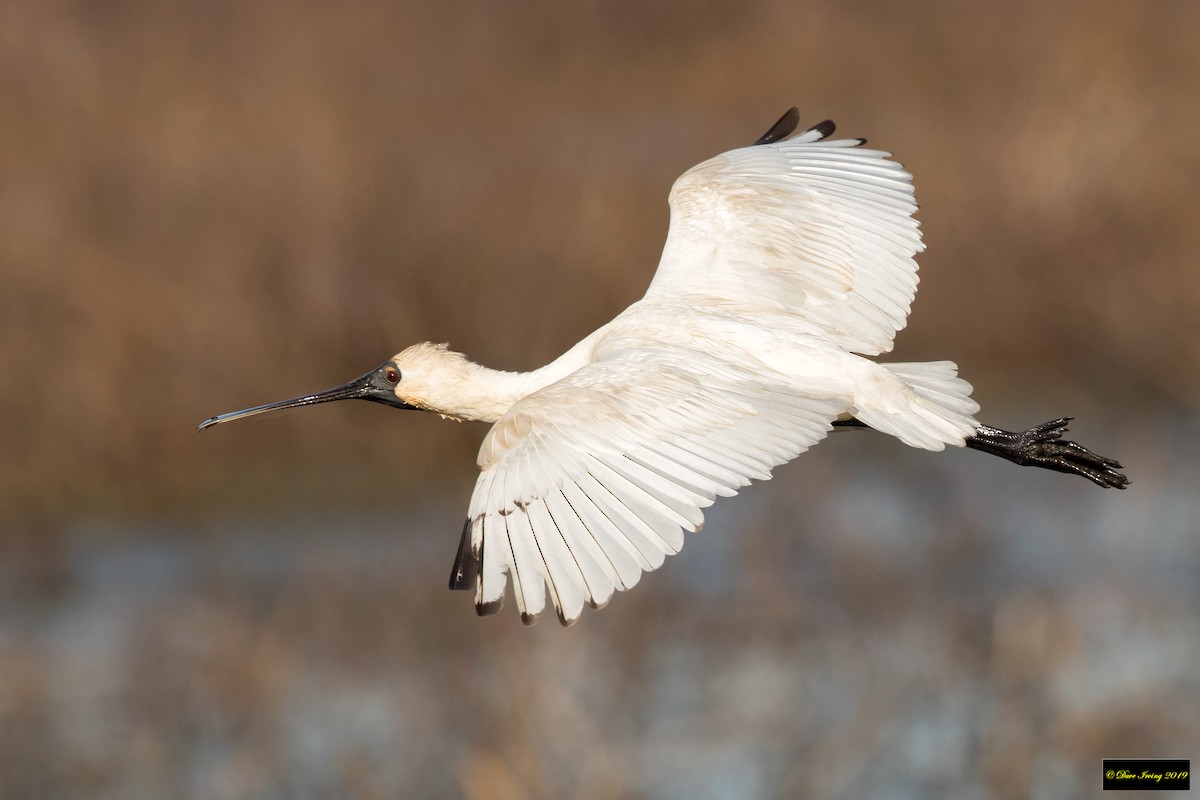 Royal Spoonbill - ML177288301