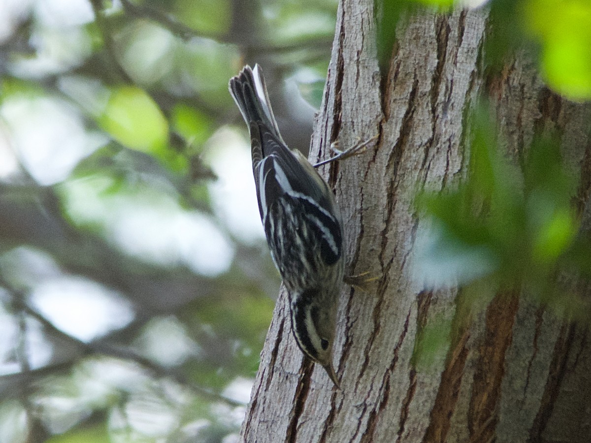 Black-and-white Warbler - ML177289041