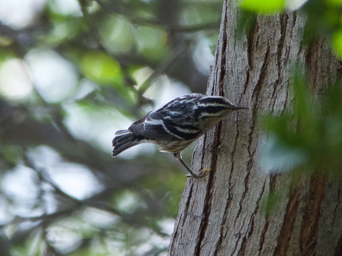 Black-and-white Warbler - ML177289051