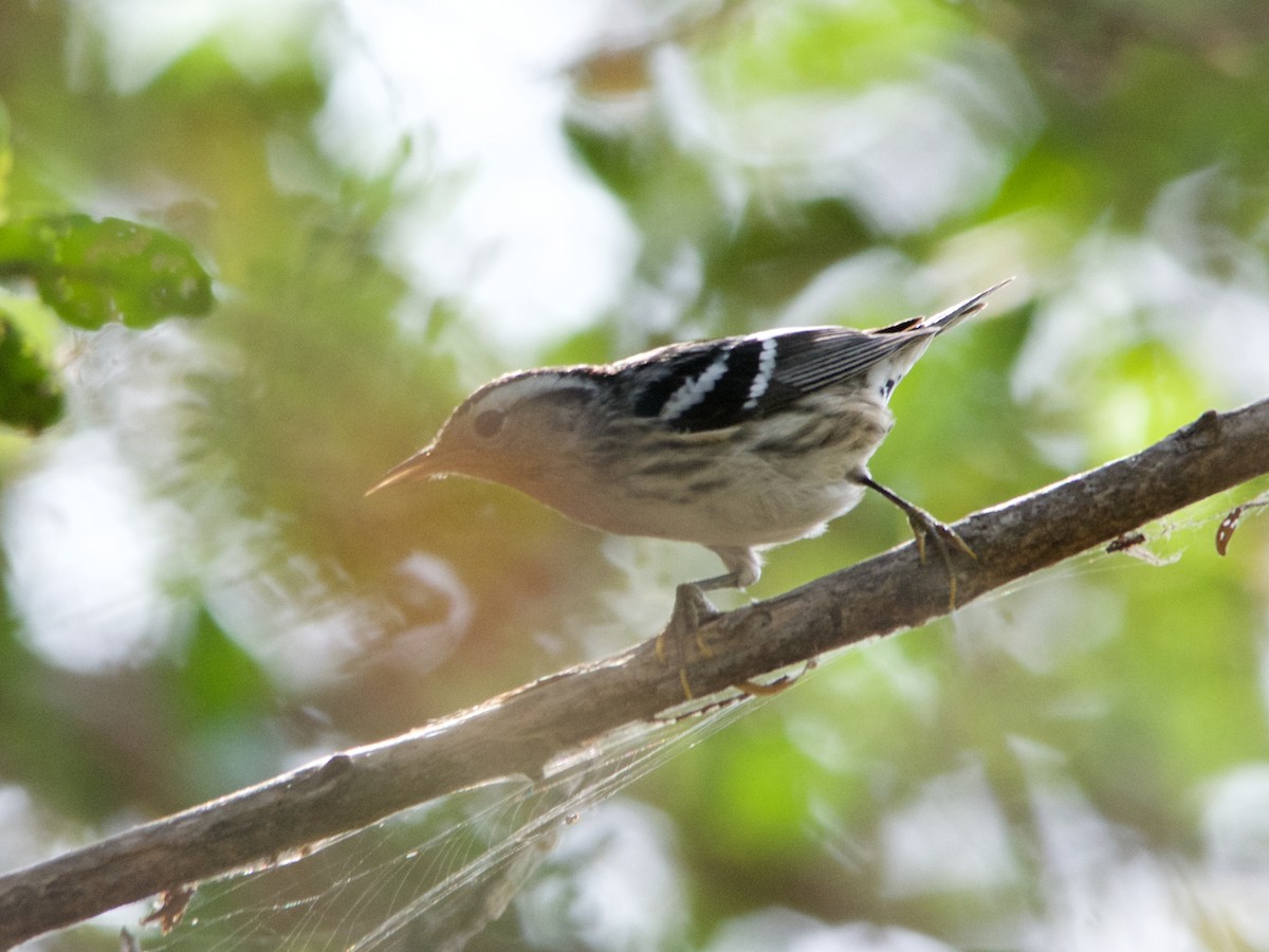 Black-and-white Warbler - ML177289071