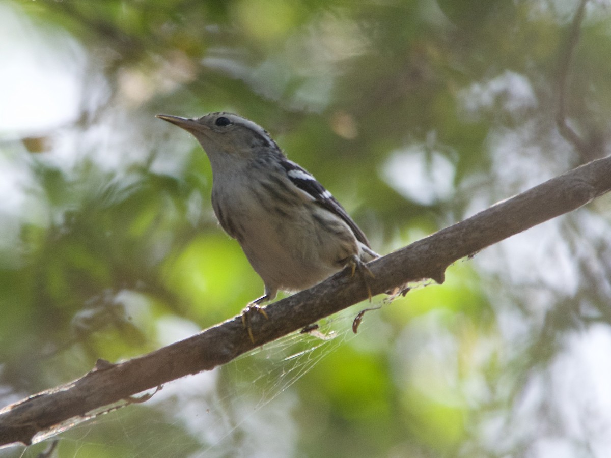 Black-and-white Warbler - ML177289161