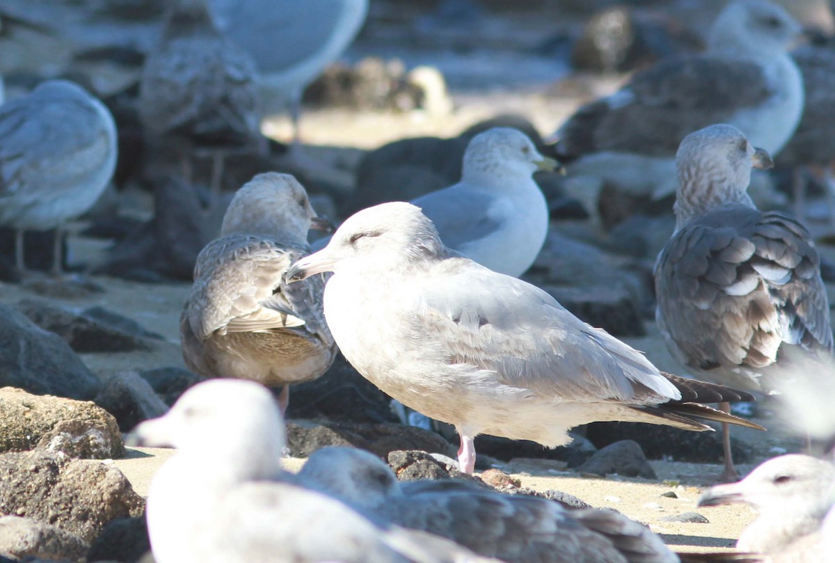 Iceland Gull (Thayer's) - ML177289731