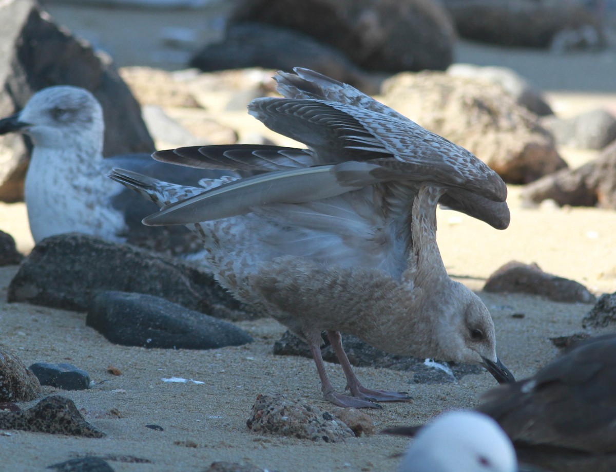 Iceland Gull (Thayer's) - ML177289761