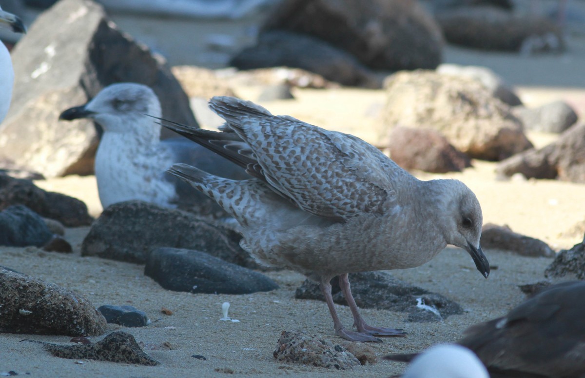 Iceland Gull (Thayer's) - ML177289841