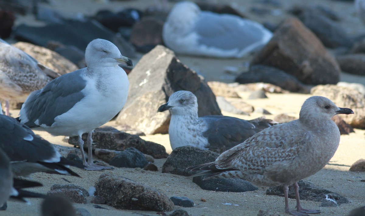 Iceland Gull (Thayer's) - ML177289871