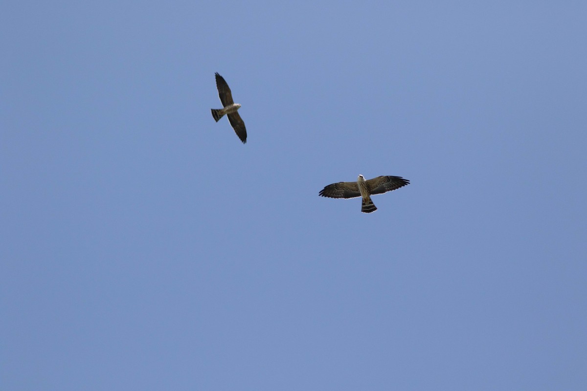 Mississippi Kite - Kirk Gardner