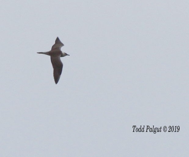 Long-tailed Jaeger - ML177291231