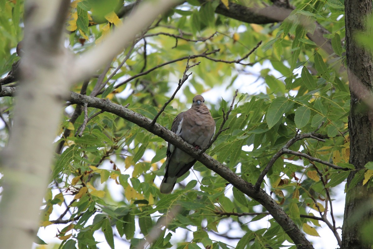 White-winged Dove - ML177291241