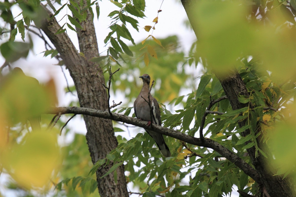 White-winged Dove - ML177291261