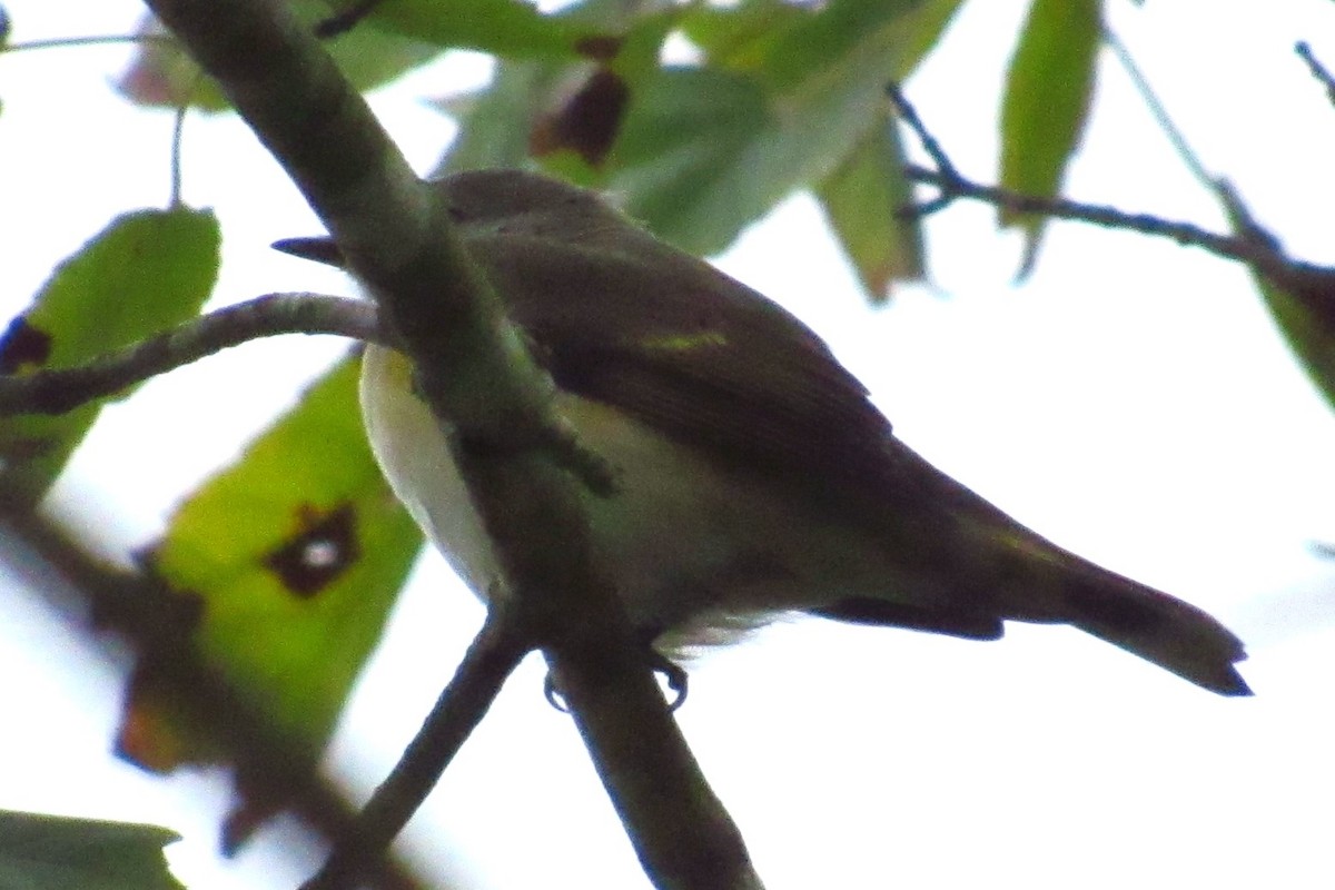 American Redstart - ML177292771