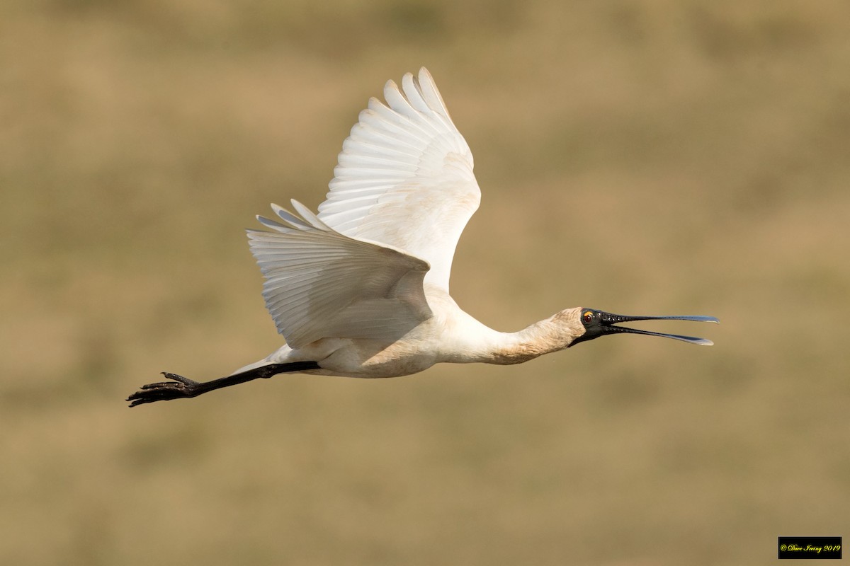 Royal Spoonbill - ML177292821