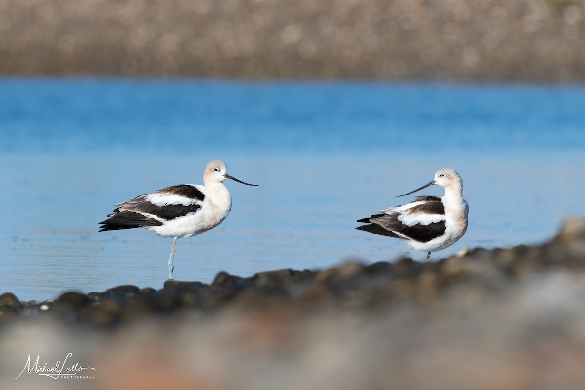 Avoceta Americana - ML177293591