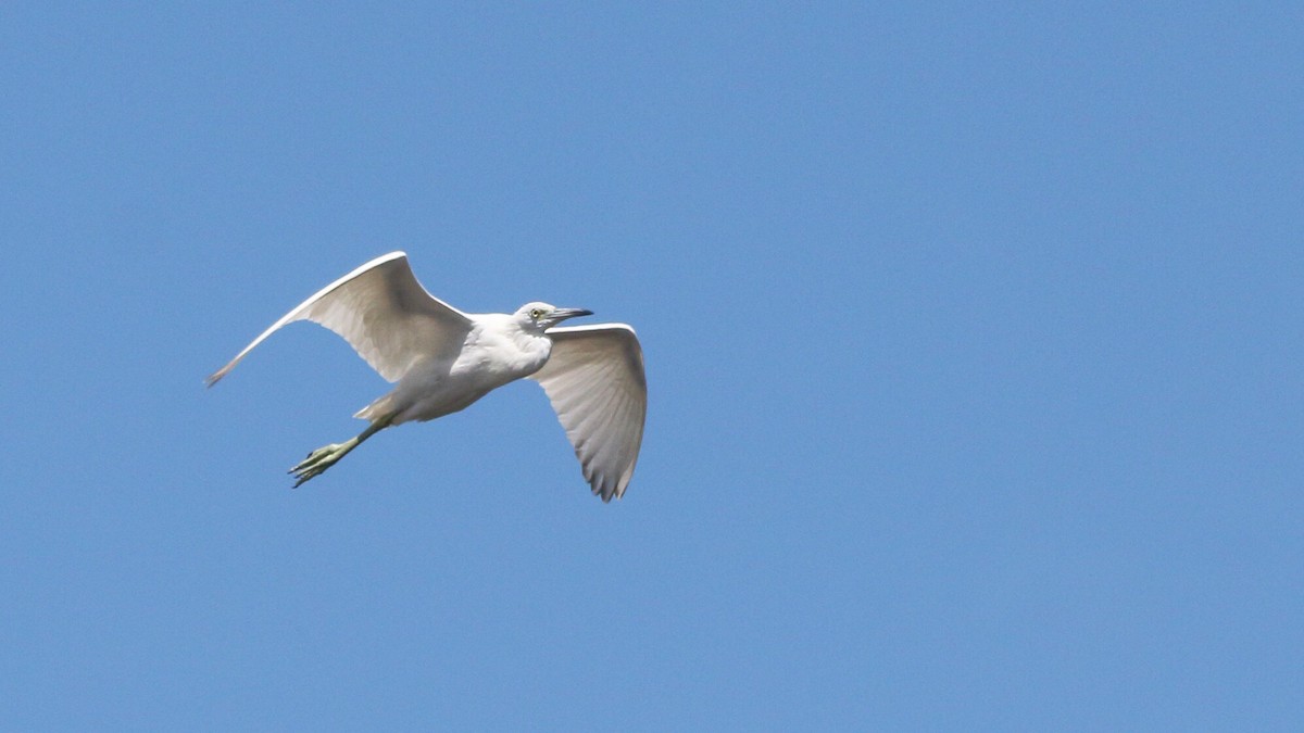 Little Blue Heron - Neal Morris