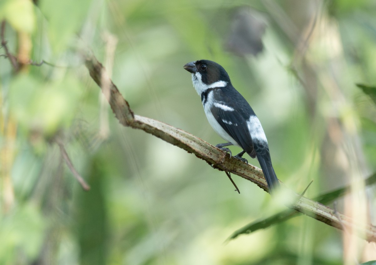 Wing-barred Seedeater (Caqueta) - ML177295761