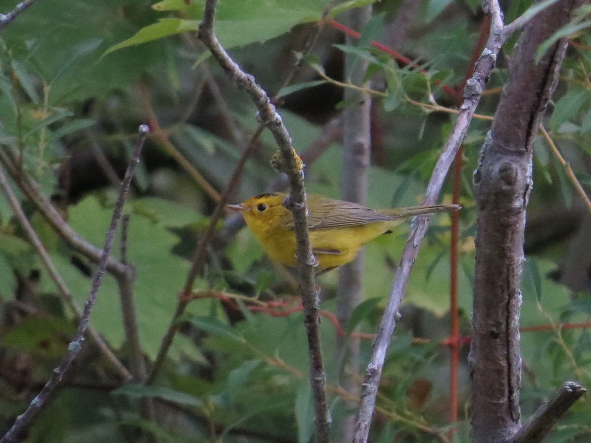 Wilson's Warbler - Matthew Garvin