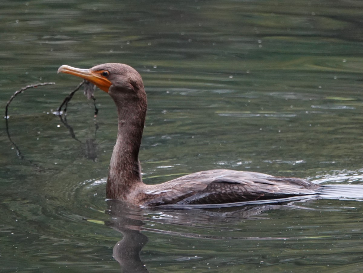 Double-crested Cormorant - Frank Guenther