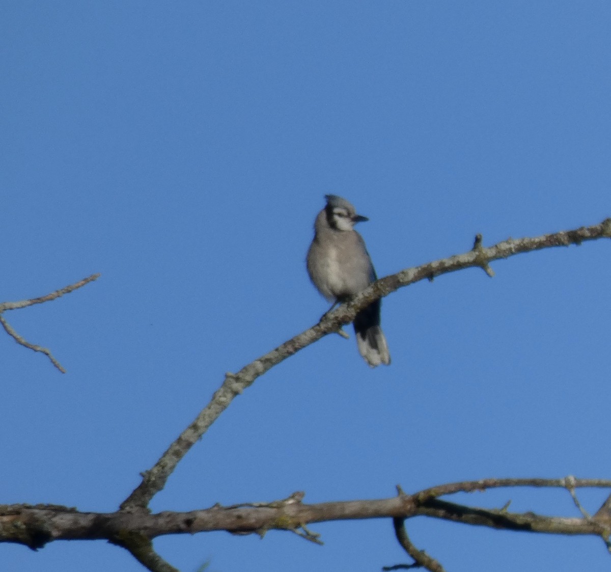 Blue Jay - Anna Testone