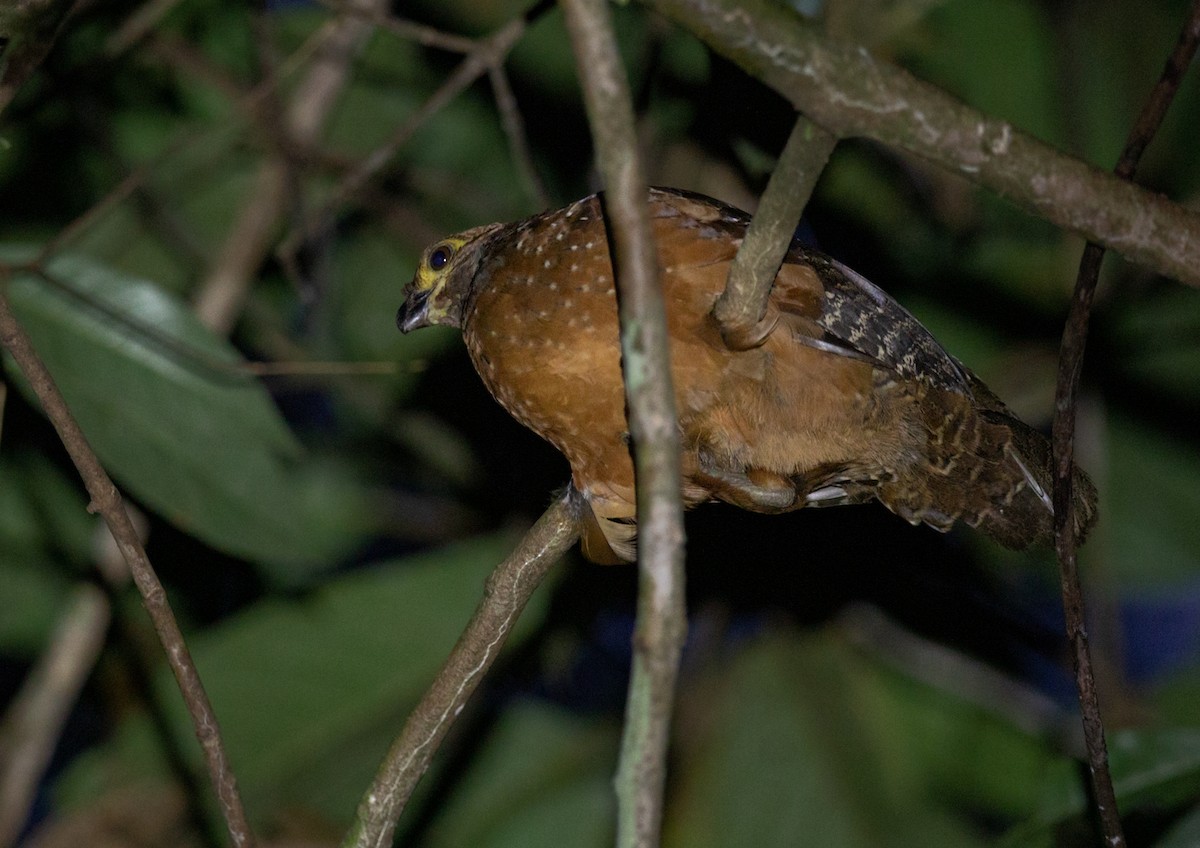 Starred Wood-Quail - ML177299111