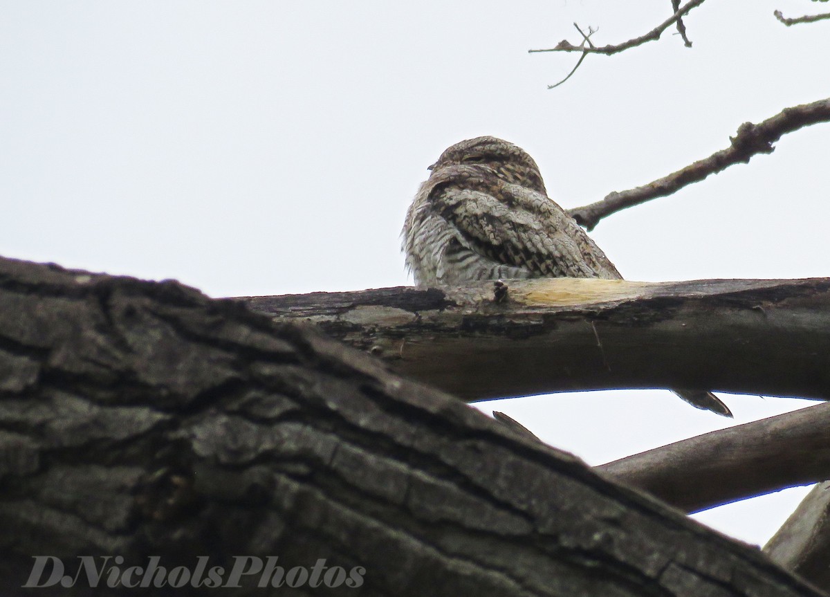 Common Nighthawk - Deanna Nichols