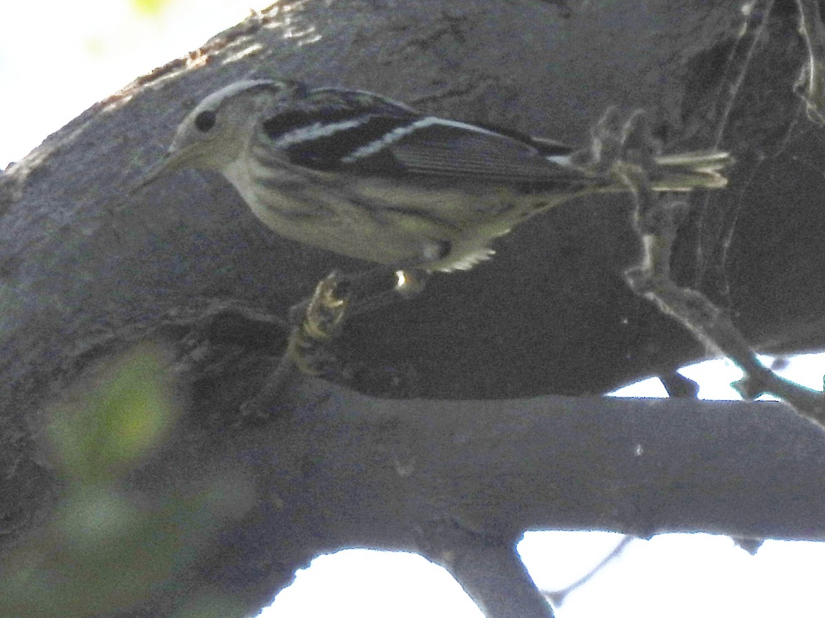 Black-and-white Warbler - ML177299931