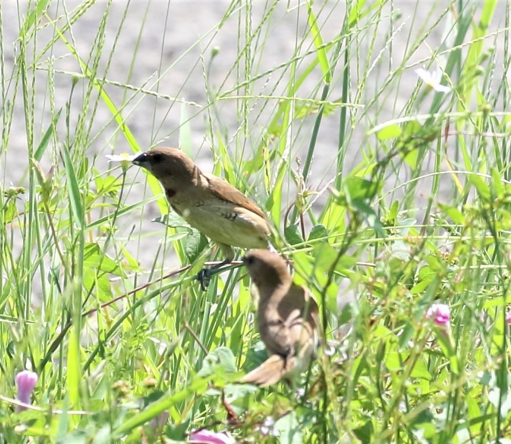 Scaly-breasted Munia - ML177300221