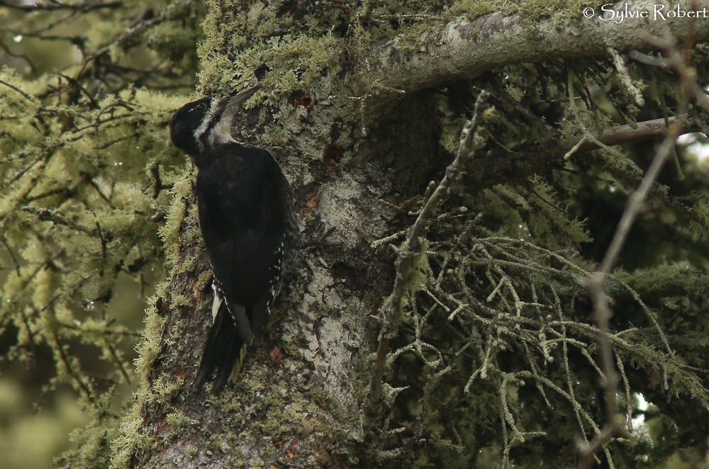 Black-backed Woodpecker - Sylvie Robert